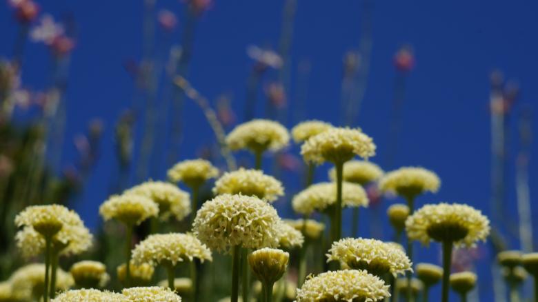 Free stock image of Yellow Flowers created by Phuong Ho