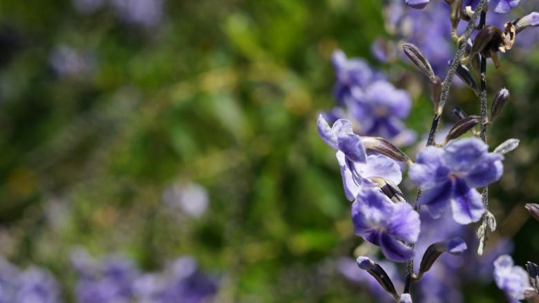 Free stock image of Purple Flowers created by Phuong Ho