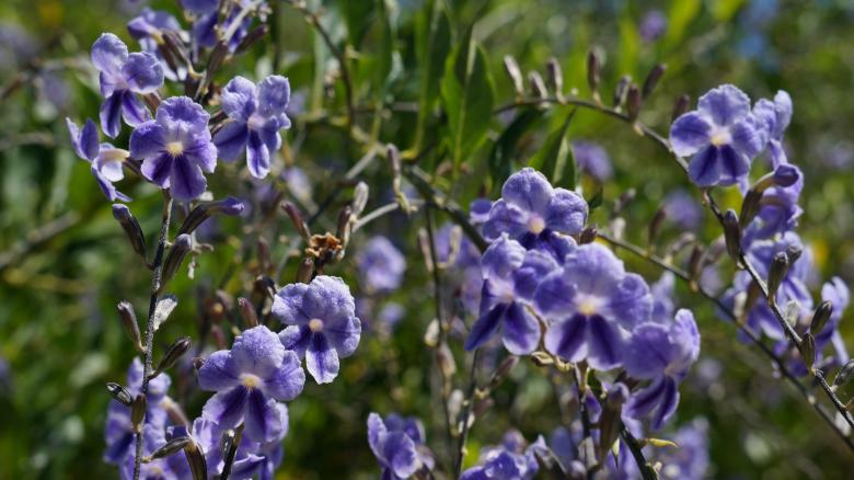 Free stock image of Purple Flowers created by Phuong Ho