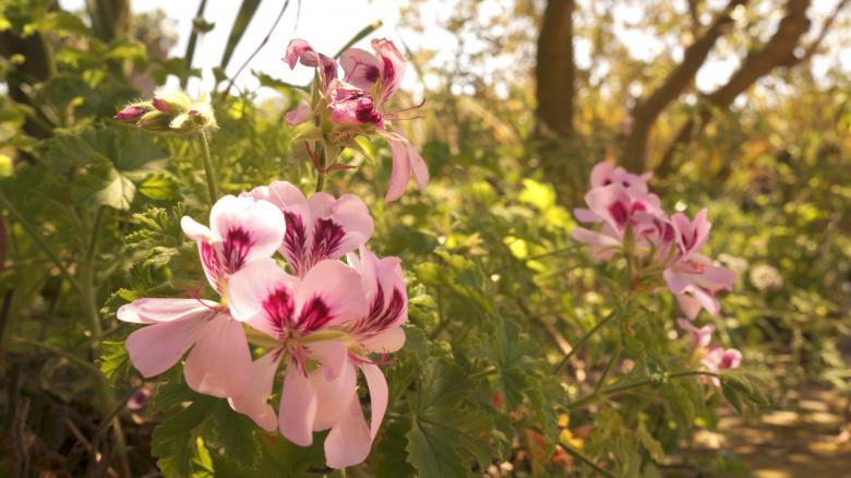 Free stock image of Pink Flowers created by Phuong Ho