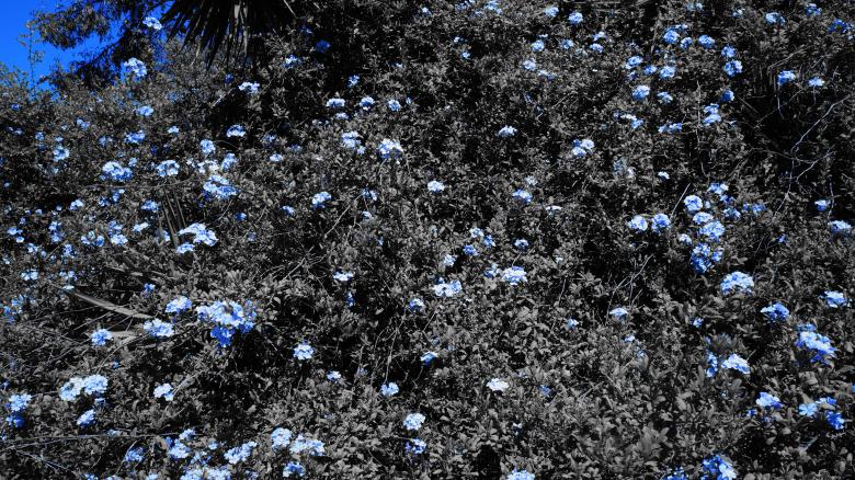 Free stock image of Blue Flowers created by Phuong Ho