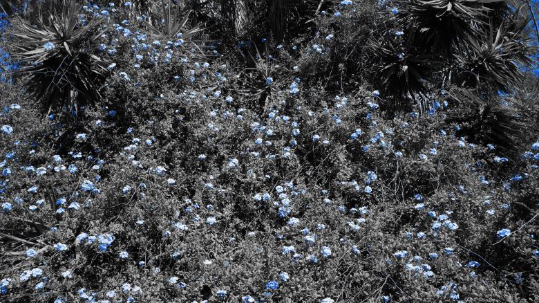 Free stock image of Blue Flowers created by Phuong Ho
