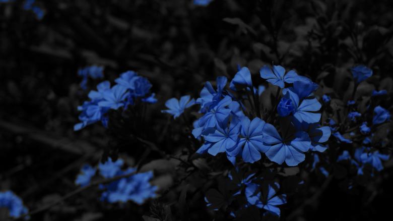 Free stock image of Blue Flowers created by Phuong Ho