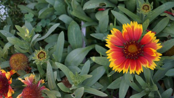 Red and Yellow Summer Flower - Free Stock Photo