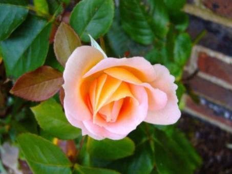 Pink Rose