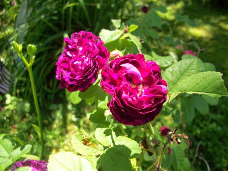 Free Stock Photo of Old Fashion Roses