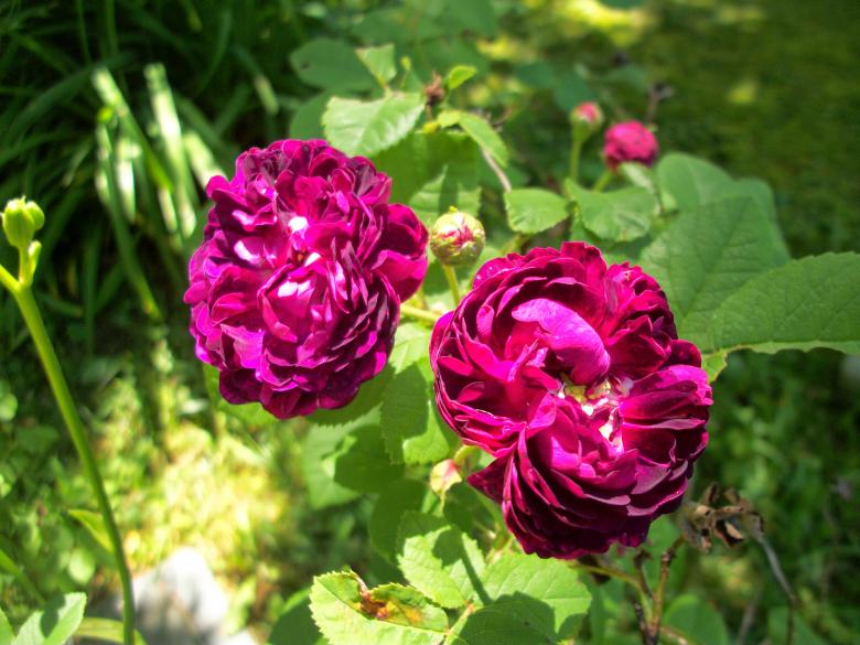 Free stock image of Wild Roses created by Nature Girl