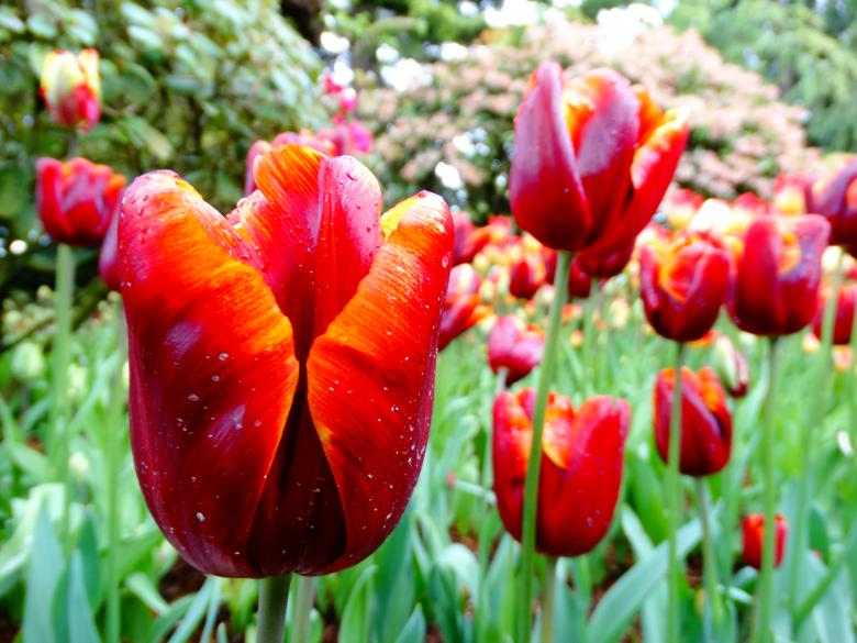 Free stock image of Fiery red tulips created by Soniya Ahuja