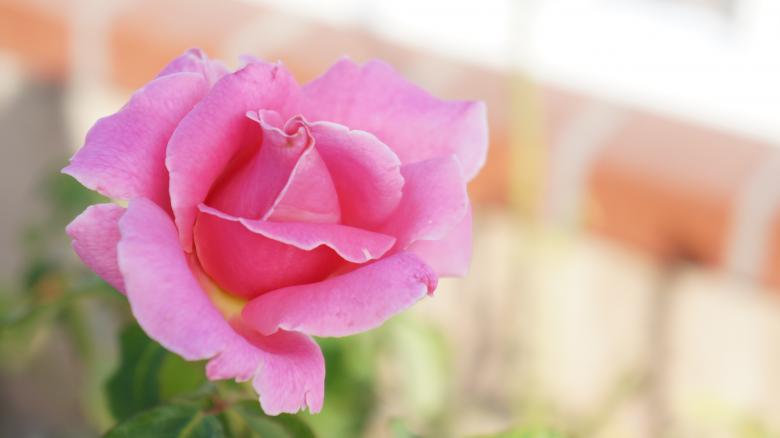 Free stock image of Rose created by Phuong Ho