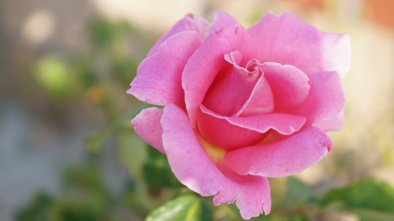 Free stock image of Rose created by Phuong Ho