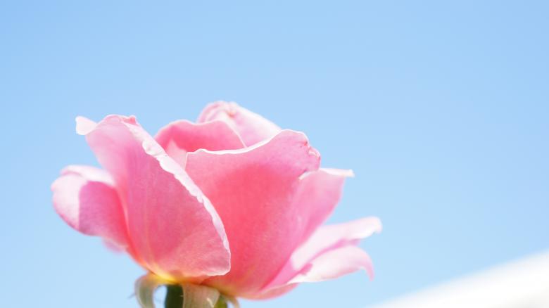 Free stock image of Rose created by Phuong Ho