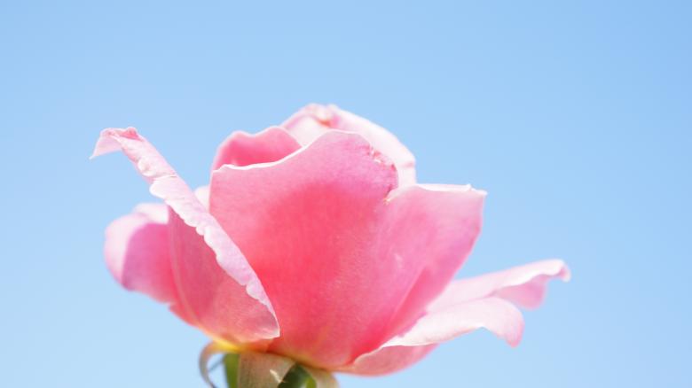 Free stock image of Rose created by Phuong Ho