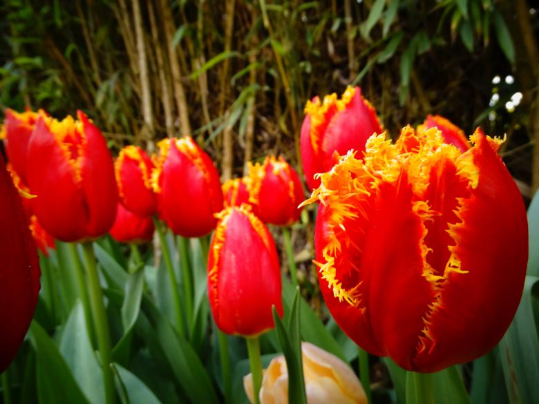 Free stock image of Tulips on fire created by Soniya Ahuja