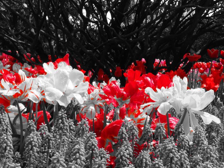 Free stock image of Red white tulips created by Soniya Ahuja