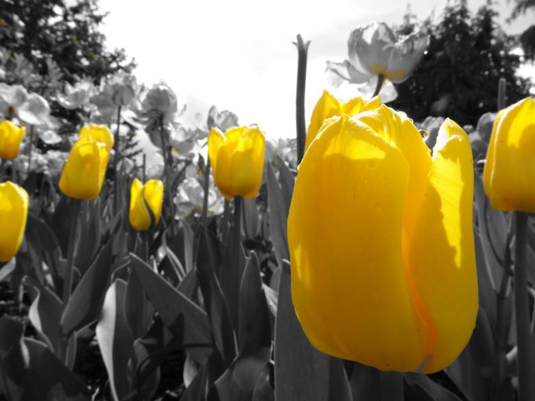 Free stock image of Yellow tulips created by Soniya Ahuja