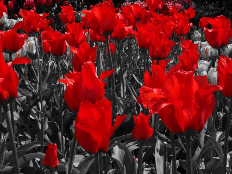 Free stock image of Red tulips created by Soniya Ahuja