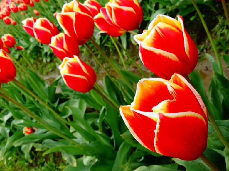 Free stock image of Red and yellow tulips created by Soniya Ahuja