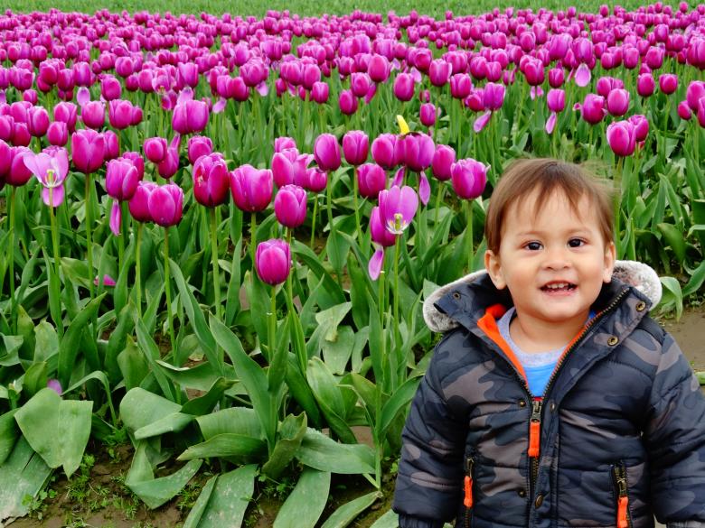 Free stock image of Baby boy in tulip fields created by Soniya Ahuja