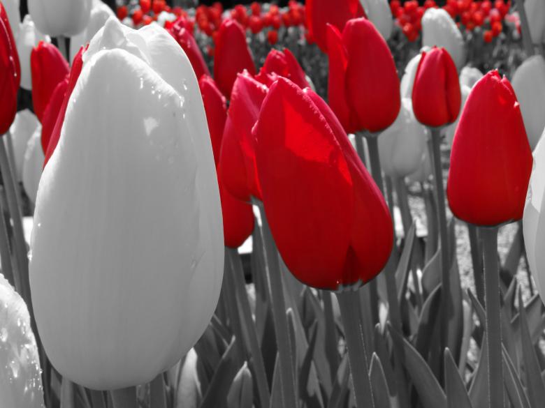 Free stock image of White and red tulips created by Soniya Ahuja
