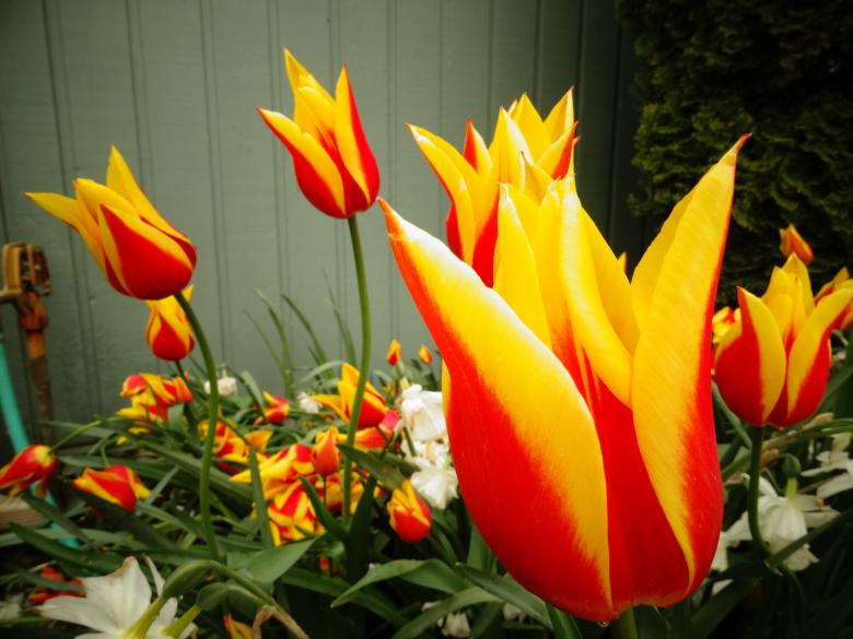 Free stock image of Red Yellow tulips created by Soniya Ahuja