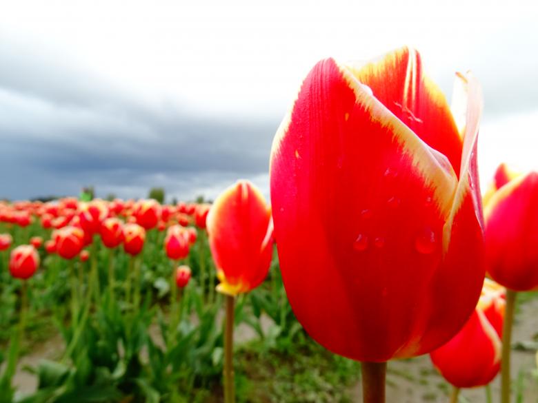 Free stock image of Red Tulips created by Soniya Ahuja