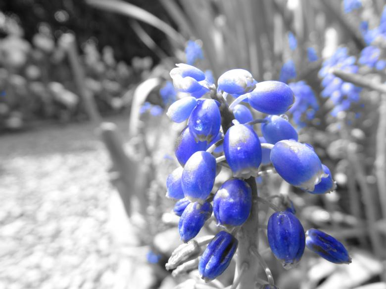 Free stock image of Blue flower created by Soniya Ahuja