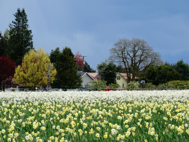 Free stock image of White Tulip Fields created by Soniya Ahuja
