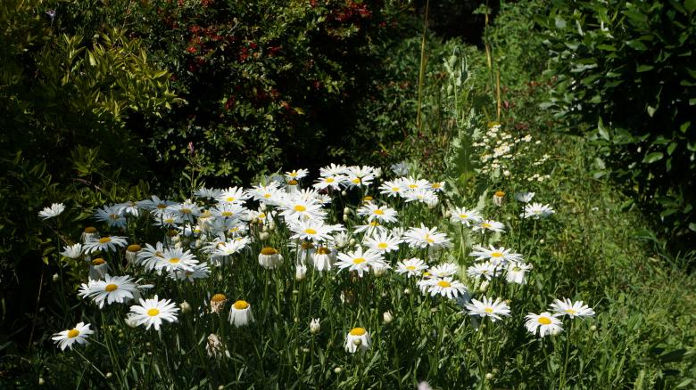 Free stock image of Chamomile flowers created by Phuong Ho