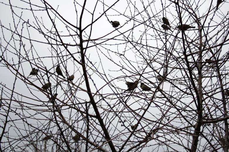 Free stock image of Birds in tree created by 2happy