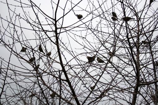 Free Stock Photo of Birds in tree
