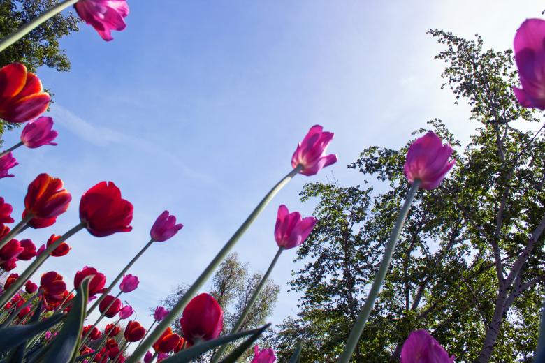 Free stock image of Tulips created by 2happy