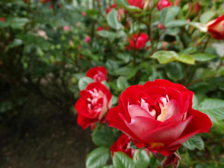 Free stock image of Red Rose created by Soniya Ahuja