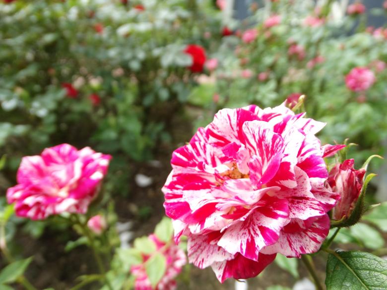Free stock image of Clown Roses created by Soniya Ahuja