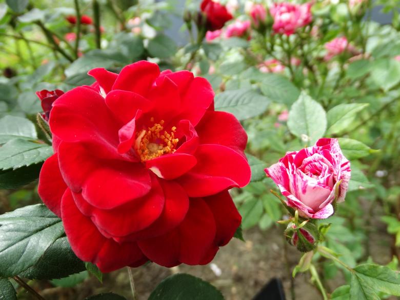 Free stock image of Red and Pink Roses created by Soniya Ahuja