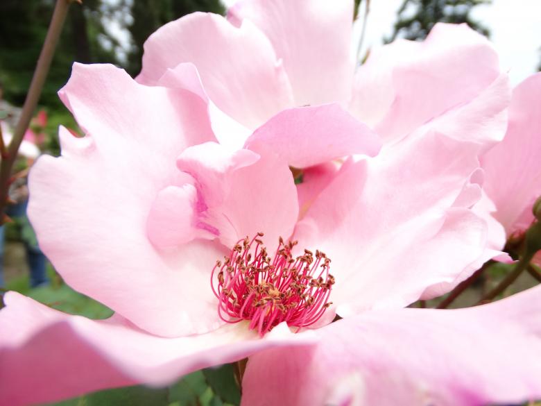 Free stock image of Pink Rose created by Soniya Ahuja