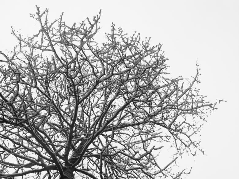Free stock image of Winter tree created by Mikhail