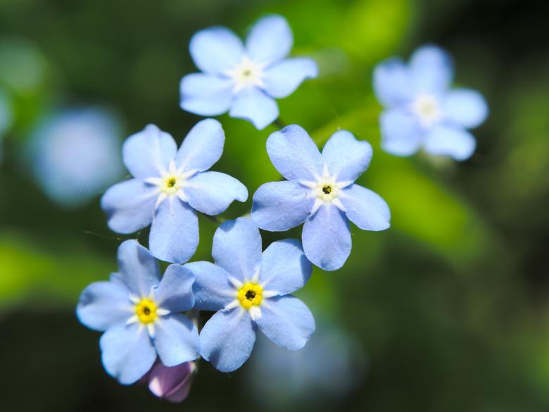 Free stock image of Tiny blue flowers created by Mikhail