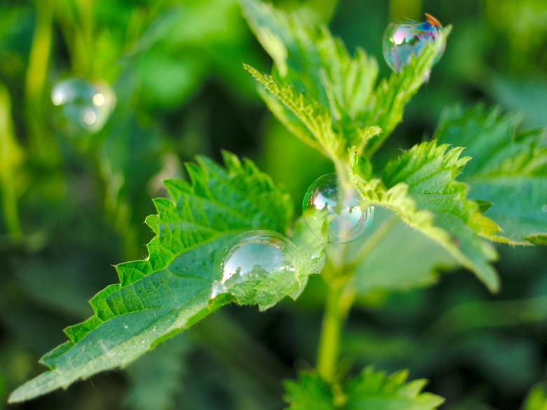 Free stock image of Soap bubbles on nettle leaves created by Mikhail