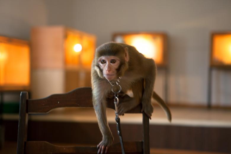 Free stock image of monkey created by 2happy