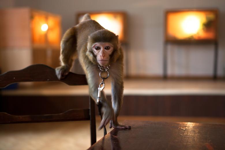 Free stock image of monkey created by 2happy