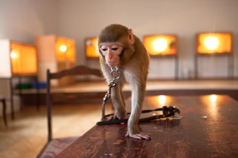 Free stock image of monkey created by 2happy