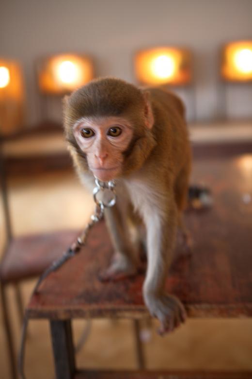Free stock image of monkey created by 2happy