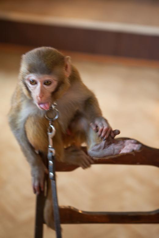Free stock image of monkey created by 2happy