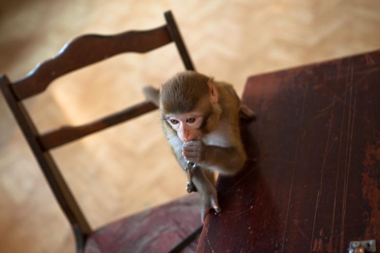 Free stock image of monkey created by 2happy