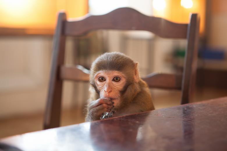 Free stock image of monkey created by 2happy