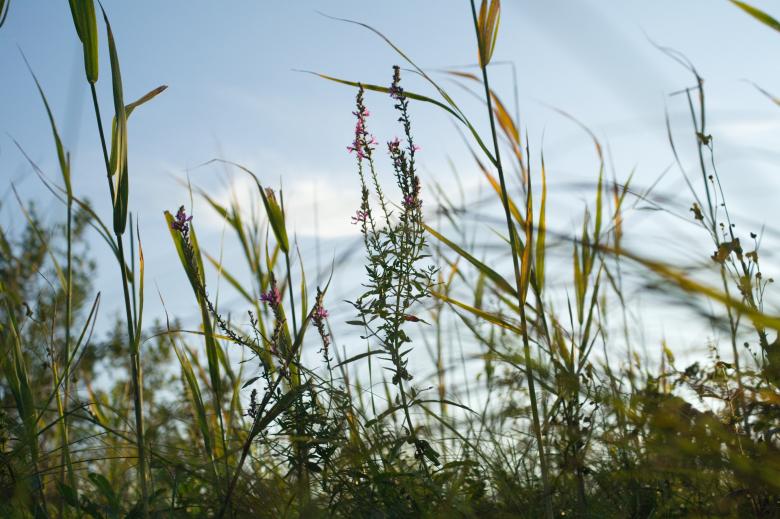 Free stock image of Grass created by Mikhail