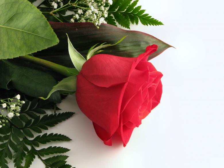 Free stock image of Red rose created by Benjamin Miller