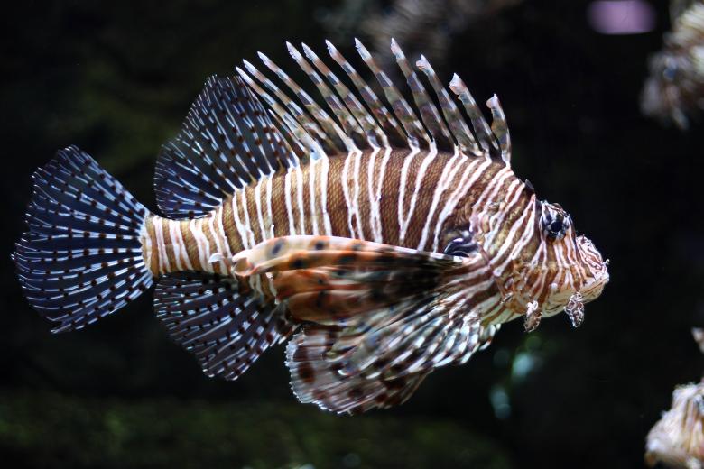 Free stock image of A lionfish swimming under water created by Benjamin Miller