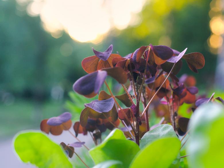 Free stock image of Purple Shamrock created by Mikhail