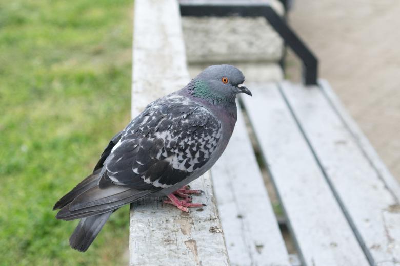Free stock image of Pigeon created by Mikhail